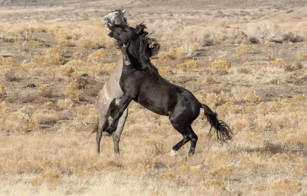 Par Garanhões Selvagens Lutando Deserto Utah — Fotografia de Stock