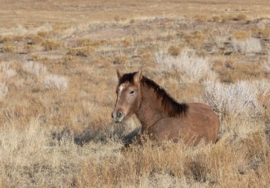 kışın Utah çölünde bir vahşi at yatmış
