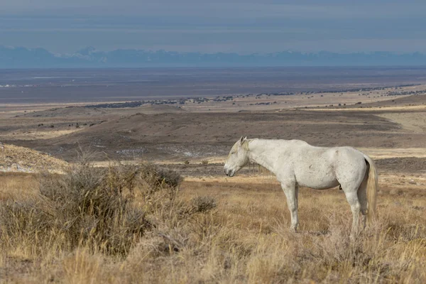 Величественный Конный Жеребец Пустыне Юта Зимой — стоковое фото
