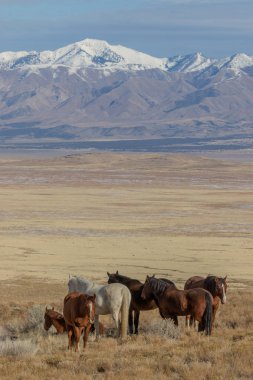 Kışın Utah çölde vahşi atlar sürüsü