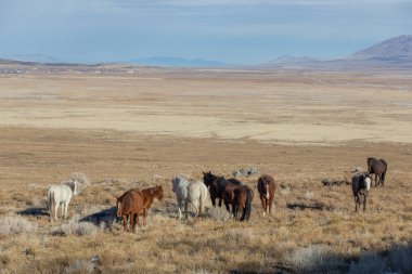 Kışın Utah çölde vahşi atlar sürüsü