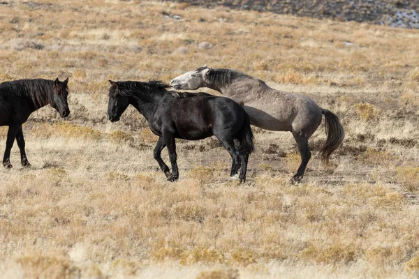 Uma Manada Cavalos Selvagens Deserto Utah Inverno — Fotografia de Stock
