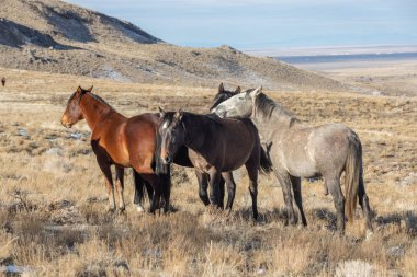 Kışın Utah çölde vahşi atlar sürüsü