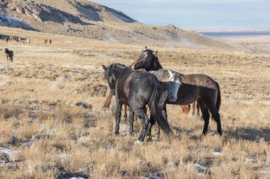 Kışın Utah çölde vahşi atlar sürüsü