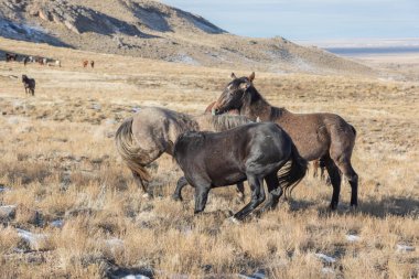 Kışın Utah çölde vahşi atlar sürüsü