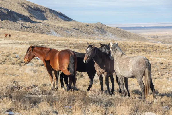 Herd Wild Horses Utah Desert Winter — Stock Photo, Image