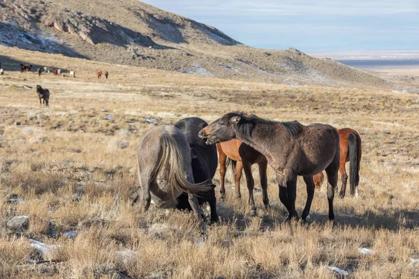 Herd Wild Horses Utah Desert Winter — Stock Photo, Image