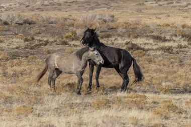 Uta çölünde savaşan bir çift vahşi at.