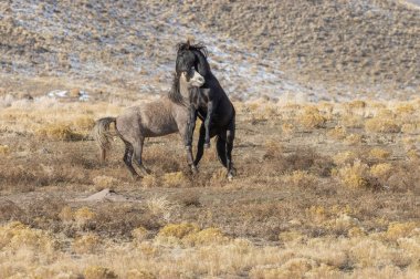 Uta çölünde savaşan bir çift vahşi at.
