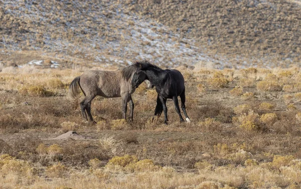 Ein Paar Wilde Pferdehengste Die Der Wüste Utah Kämpfen — Stockfoto