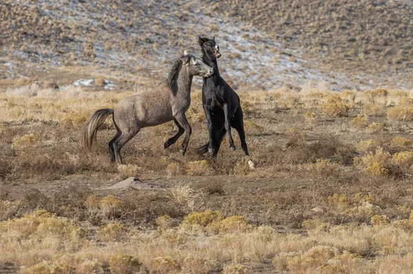 Pair Wild Horse Stallions Fighting Utah Desert — Stock Photo, Image