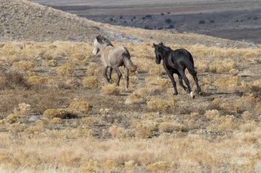 kışın Utah çölünde vahşi atlar bir çift