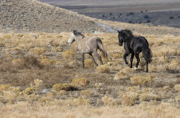 Pair Wild Horses Utah Desert Winter — Stock Photo, Image