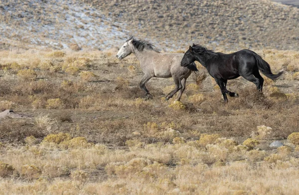 Pair Wild Horses Utah Desert Winter — Stock Photo, Image