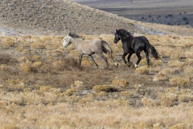 kışın Utah çölünde vahşi atlar bir çift