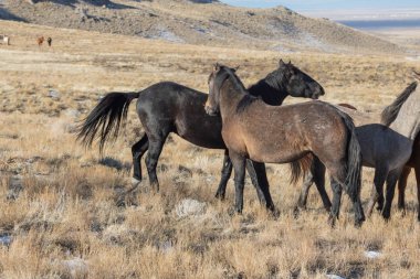 Utah Çölü'nde kışın Vahşi atlar sürüsü