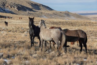 Utah Çölü'nde kışın Vahşi atlar sürüsü