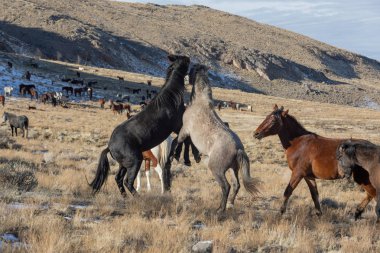 Utah Çölü'nde kışın Vahşi atlar sürüsü