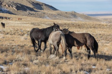 Utah Çölü'nde kışın Vahşi atlar sürüsü