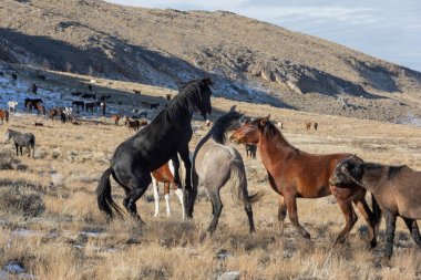 Utah Çölü'nde kışın Vahşi atlar sürüsü