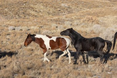 Kışın Utah çölde vahşi atlar