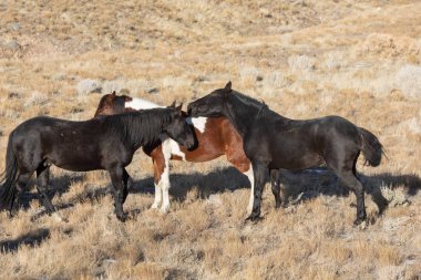 Kışın Utah çölde vahşi atlar