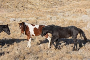 Kışın Utah çölde vahşi atlar