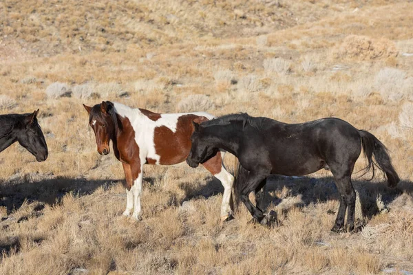 Kışın Utah çölde vahşi atlar
