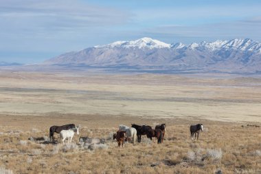 kışın Utah çölünde vahşi atlar sürüsü