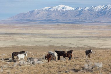kışın Utah çölünde vahşi atlar sürüsü