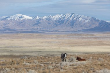 kışın Utah çölünde vahşi atlar sürüsü