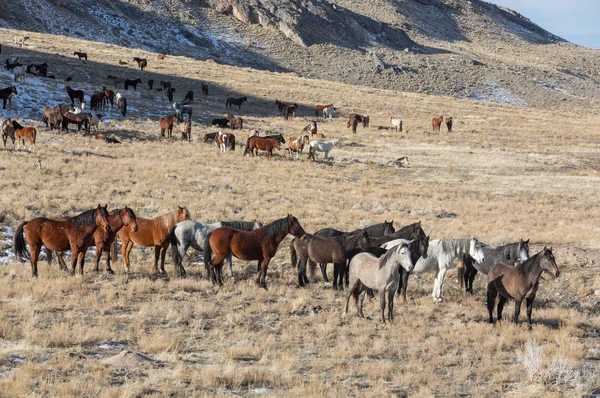 Kışın Utah Çölünde Vahşi Atlar Sürüsü — Stok fotoğraf