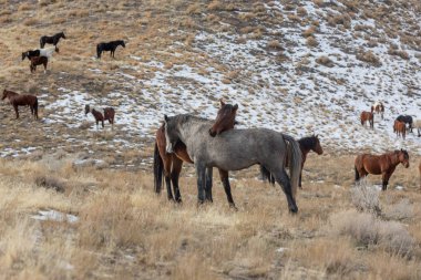 Kışın Utah çölde vahşi atlar