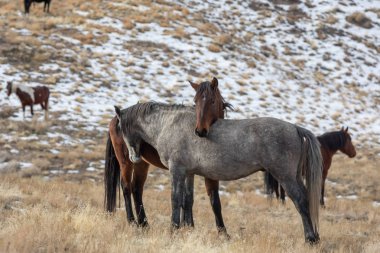 Kışın Utah çölde vahşi atlar