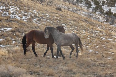 Kışın Utah çölde vahşi atlar