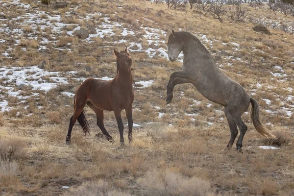 Vilda Hästar Utah Öknen Vinter — Stockfoto
