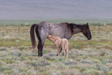 Baharda Utah çölünde vahşi bir kısrak ve tay.