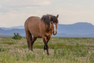 baharda Utah çölünde vahşi bir at aygırı