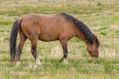 baharda Utah çölünde vahşi bir at aygırı