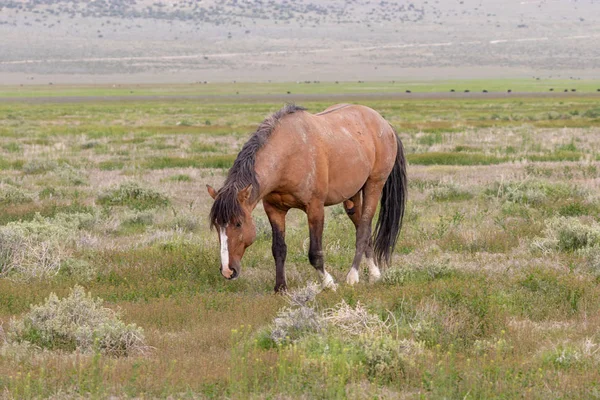 Étalon Sauvage Dans Désert Utah Printemps — Photo