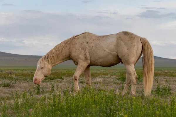 Garanhão Cavalo Selvagem Deserto Utah Primavera — Fotografia de Stock