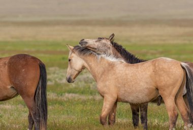 Baharda Utah çölünde vahşi bir at sürüsü.