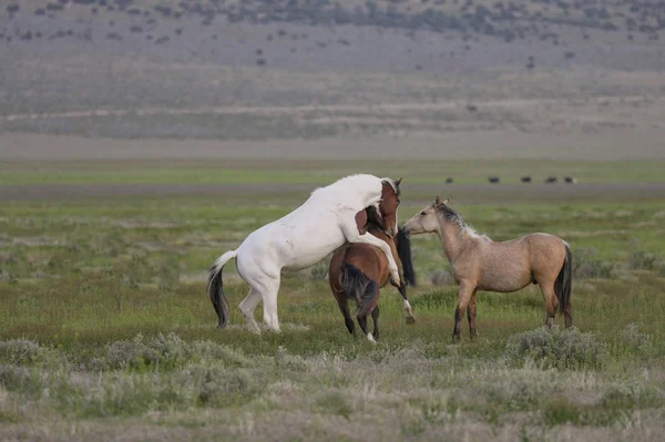 Herd Wild Horses Utah Desert Springtime — Stock Photo, Image