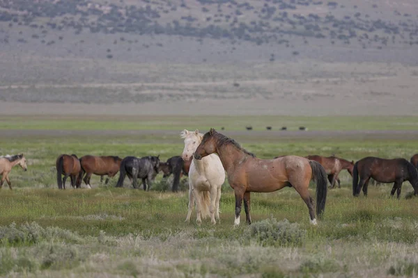 Baharda Utah Çölünde Vahşi Bir Sürüsü — Stok fotoğraf