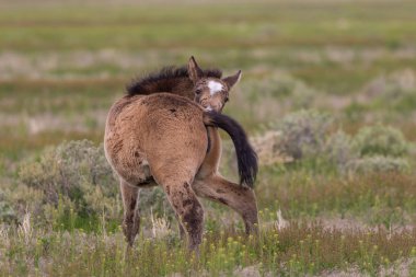 Baharda Utah çölünde şirin bir at yavrusu.