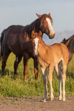Baharda Utah çölünde şirin bir at yavrusu.