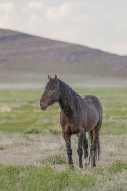 baharda Utah çölünde güzel bir vahşi at aygırı