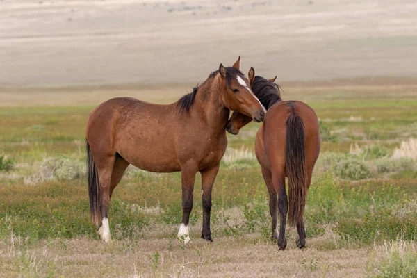 Para Dzikich Koni Oddziałujących Pustynię Utah Wiosną — Zdjęcie stockowe