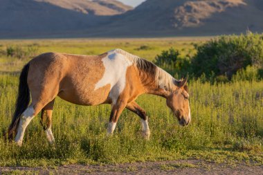 Baharda Utah çölünde vahşi bir at.