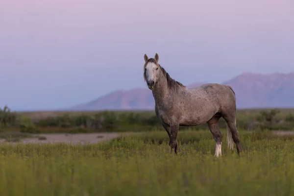 a wild horse stallion a sunrise int eh Utah desert